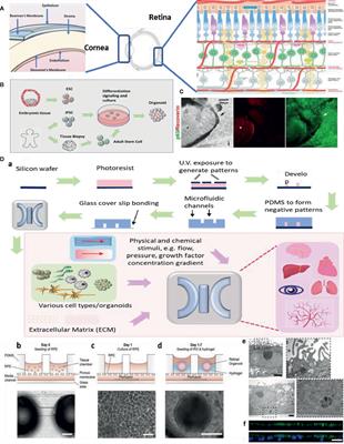 Organoids and Microphysiological Systems: New Tools for Ophthalmic Drug Discovery